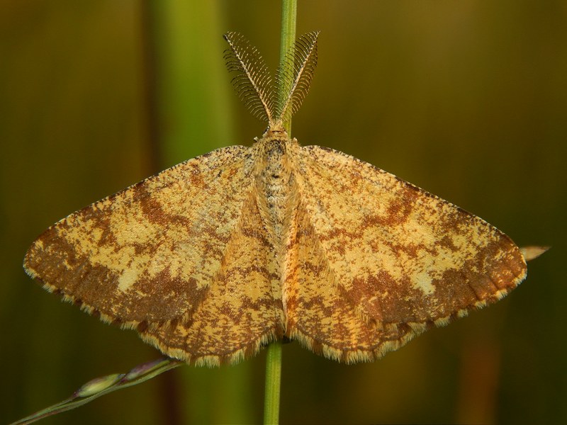 Ematurga atomaria maschio